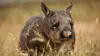 L'Australie sauvage E03 Au pays des wombats