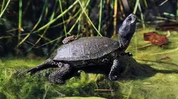 L'Autriche sauvage et ses parcs nationaux