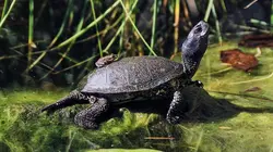 L'Autriche sauvage et ses parcs nationaux