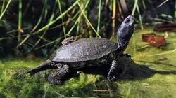 L'Autriche sauvage et ses parcs nationaux