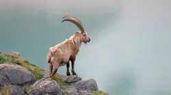 Visuel de L'Autriche sauvage et ses parcs nationaux