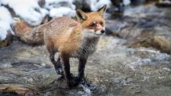 L'Autriche sauvage - Sous le signe de l'eau