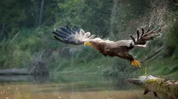 L'Autriche sauvage - Sous le signe de l'eau