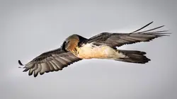 L'Autriche sauvage - Sous le signe de l'eau