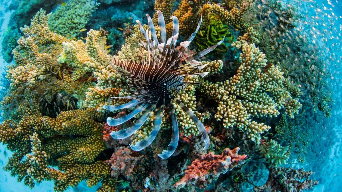 Visuel de L'avenir de la grande barrière de corail