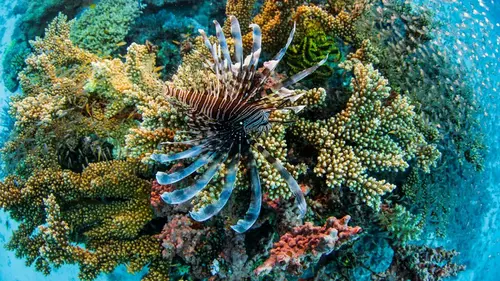 L'avenir de la grande barrière de corail