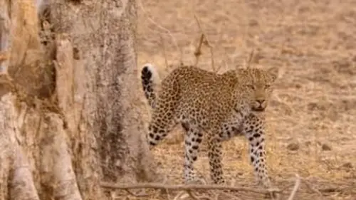 L'aventure de la vie S02E03 L'héritage de la vie