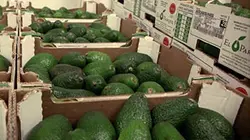 L'avocat, un fruit qui fait sa loi