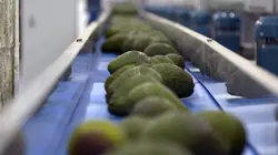 Visuel de L'avocat, une culture trop gourmande en eau