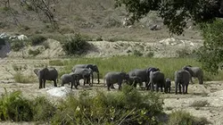 Visuel de L'eau, un élément vital pour la faune et la flore d'Afrique