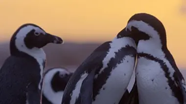 L'eau, un élément vital pour la faune et la flore d'Afrique E03 Les manchots de Boulders Beach