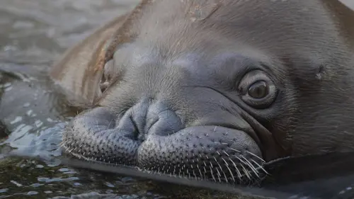 L'école des bébés animaux E01 L'anniversaire des petits morses
