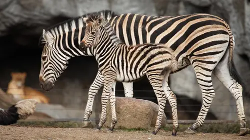 L'école des bébés animaux E07 Bagarre chez les zèbres