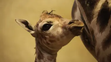 Les premiers pas du girafon