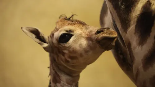 L'école des bébés animaux E02 Les premiers pas du girafon