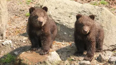 Les oursons se jettent à l'eau