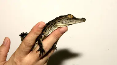 Un nouveau-né chez les crocodiles