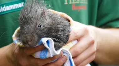 Des triplés chez les porcs-épics