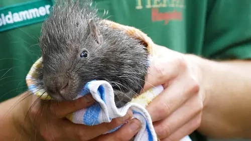 L'école des bébés animaux E05 Des triplés chez les porcs-épics
