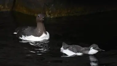 Le grand plongeon des guillemots