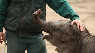 Cours de trompe pour éléphanteau
