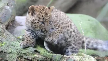 Un vaccin pour les panthères