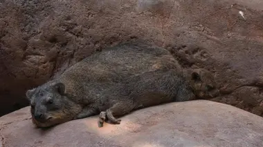 Une naissance chez les capybaras