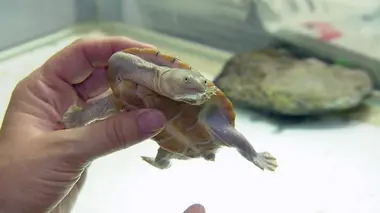 Recensement chez les tortues