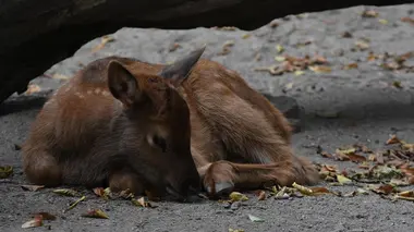 La famille Wapiti s'agrandit