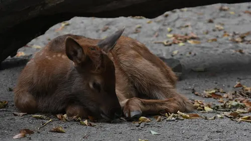 L'école des bébés animaux