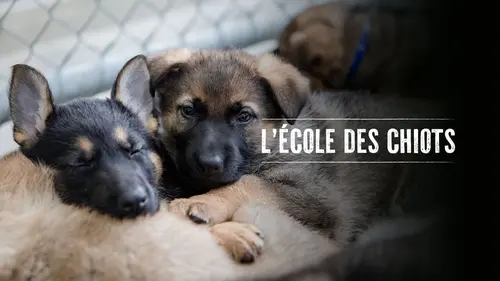 L'école des chiots