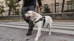 Sur Animaux à 20h35 : L'école des chiots