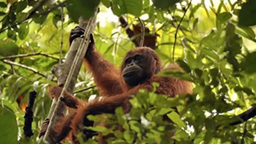 L'école des orangs-outans