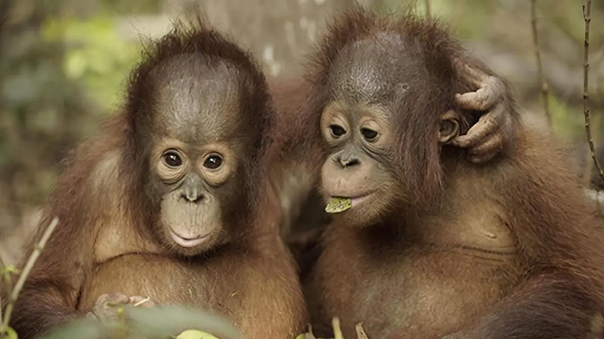 L'école des orangs-outans E01 La rentrée des classes