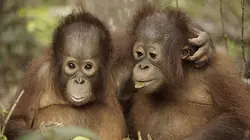 L'école des orangs-outans E01 La rentrée des classes