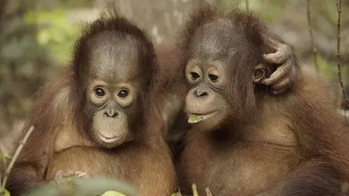 L'école des orangs-outans E01 La rentrée des classes