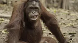 L'école des orangs-outans S02E04 Péril dans la jungle