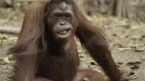L'école des orangs-outans S02E04 Péril dans la jungle