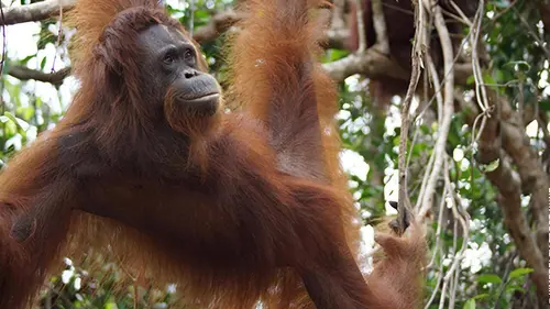 L'école des orangs-outans S02E07 Le retour de Béni et Lala