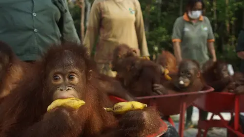 L'école des orangs-outans S02E09 Conflits de générations