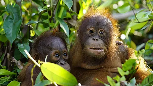 L'école des orangs-outans E03 En route pour la liberté