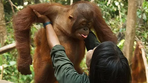 L'école des orangs-outans E07 Attention, fragile !