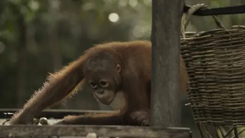 L'école des orangs-outans E04 Les désaxés