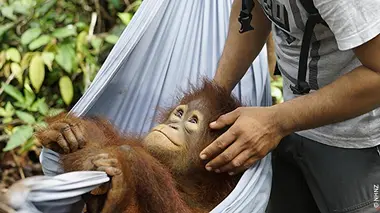 Né pour être sauvage