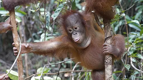 L'école des orangs-outans E02 Remue-ménage à l'école