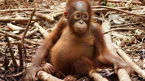 L'école des orangs-outans S02E03 Des épreuves à surmonter