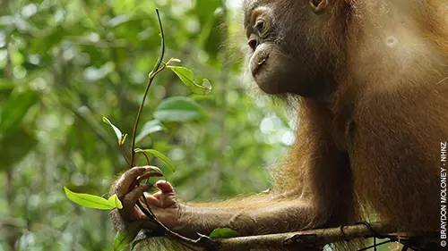 L'école des orangs-outans S02E05 Gare aux macaques