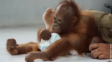 A la recherche des deux fugitifs