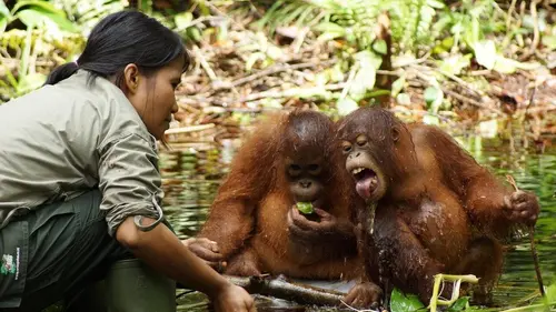 Casting L'école des orangs-outans E08 Caprices à tous les étages