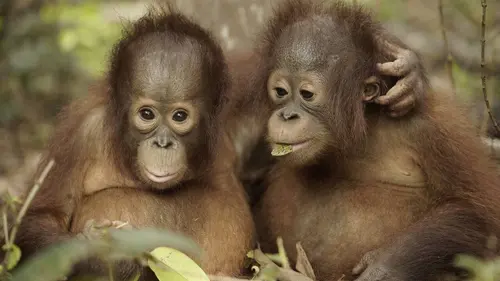 Casting L'école des orangs-outans E09 Seconde chance